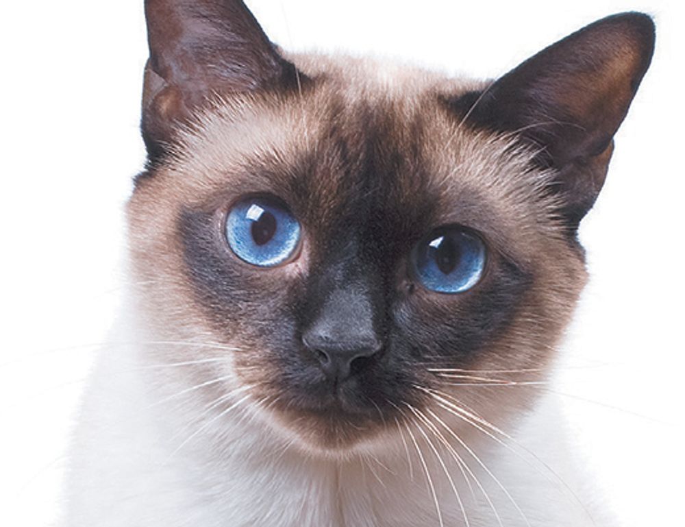 closet organization ideas